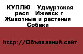 КУПЛЮ - Удмуртская респ., Ижевск г. Животные и растения » Собаки   